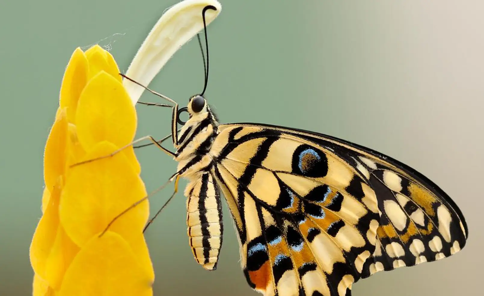 Simbol-Simbol dalam Erek Erek Kupu Kupu