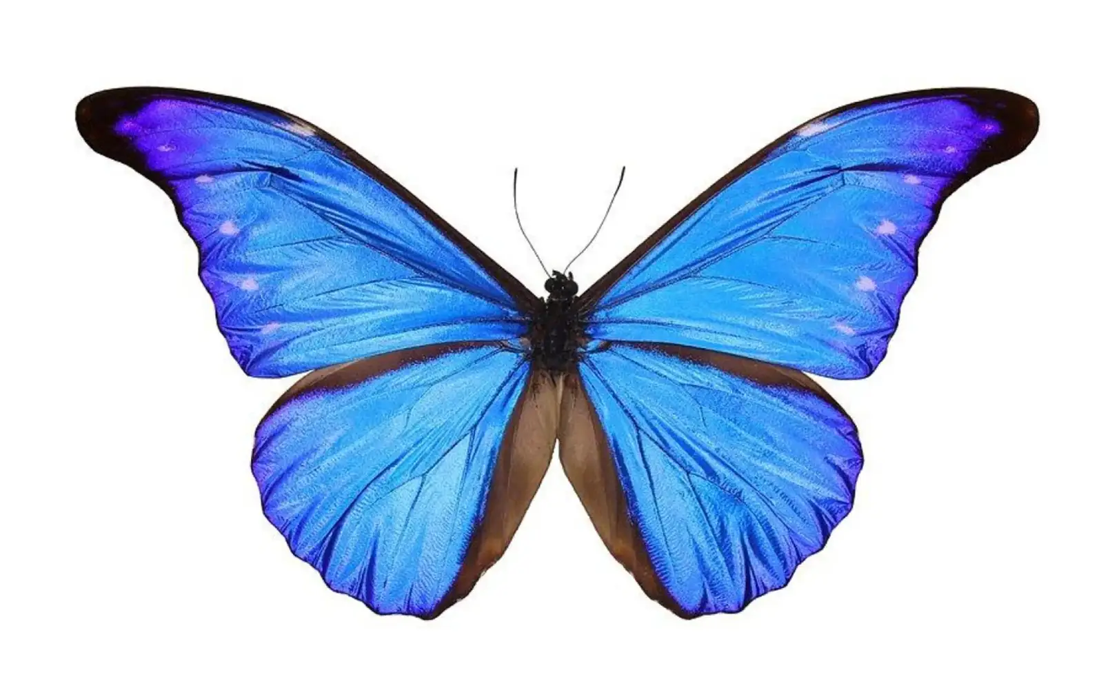 Tafsir Erek Erek Kupu Kupu