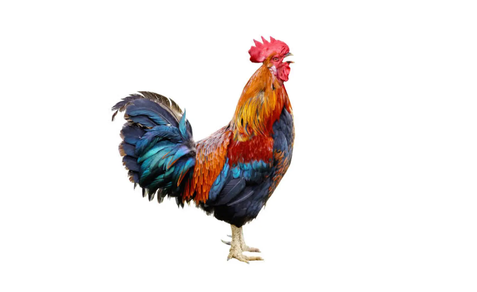 Tafsir Mimpi Ayam Menurut Erek Erek